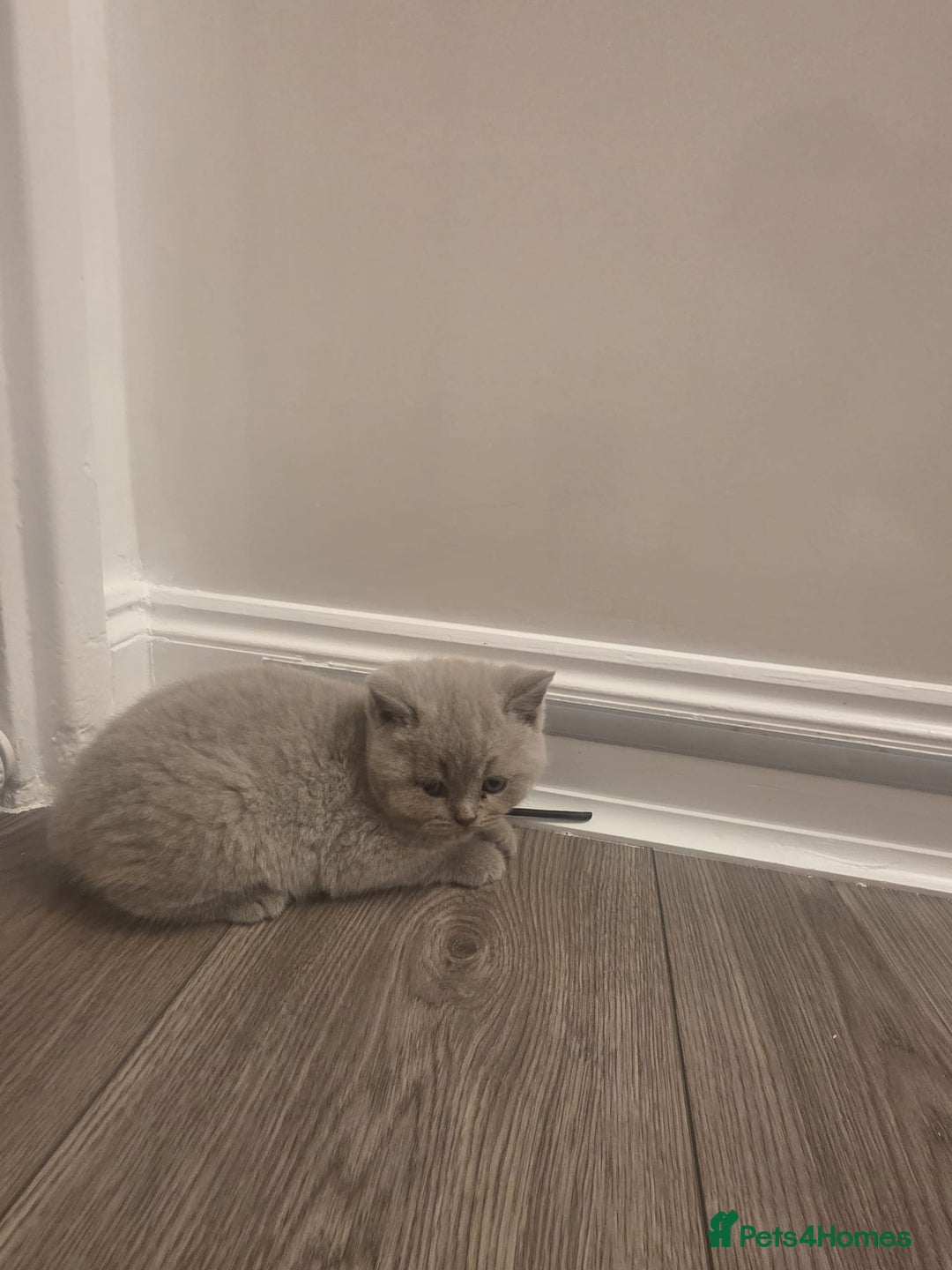British Shorthair cats for sale: British shorthair - Advert 25