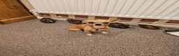 Chihuahua dogs for sale: APPLE HEAD BOY CHIHUAHUA - Advert 8