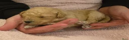 Cockapoo dogs for sale: Beautiful F1B Cockapoos 🐶 - Advert 33