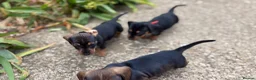 Miniature Dachshund dogs for sale: Miniature Daschunds - Advert 32