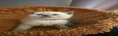 British Shorthair 5