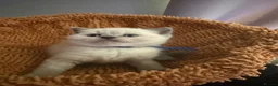 British Shorthair cats for sale: Beautiful British shorthair kittens - Advert 7