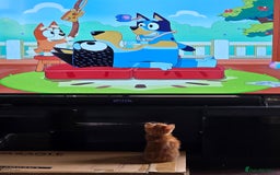 Mixed Breed cats for sale: Ginger males for sale - Image 3