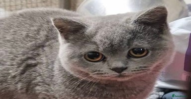 British Shorthair cats - Advert 14