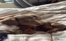 Miniature Dachshund dogs for sale: Miniature dachshund  - Image 16