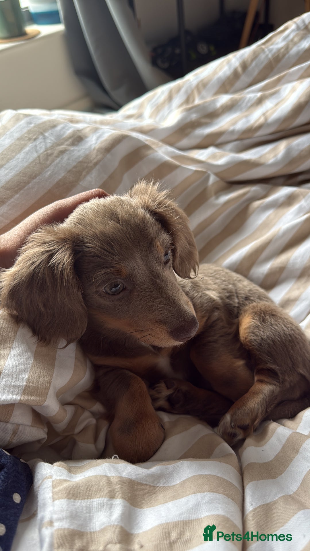 Miniature Dachshund dogs for sale: Miniature dachshund  - Image 16