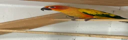 Conures birds for sale: Sun conures for sale - Advert 3