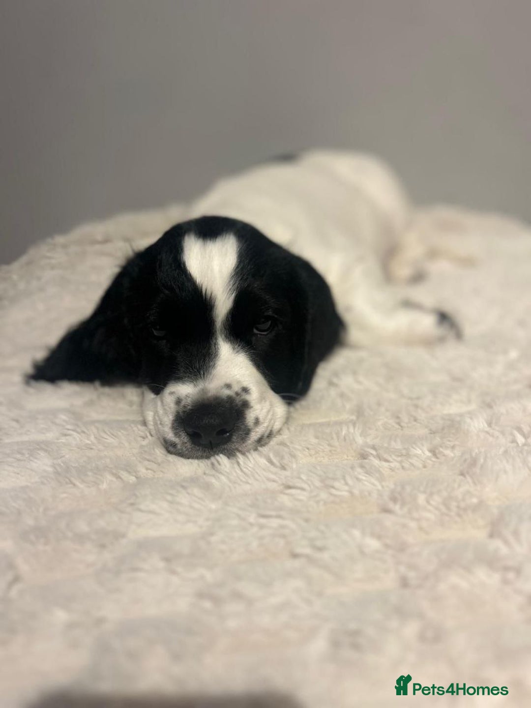 Sprocker dogs for sale: Lovely Sprocker Puppies - Advert 1