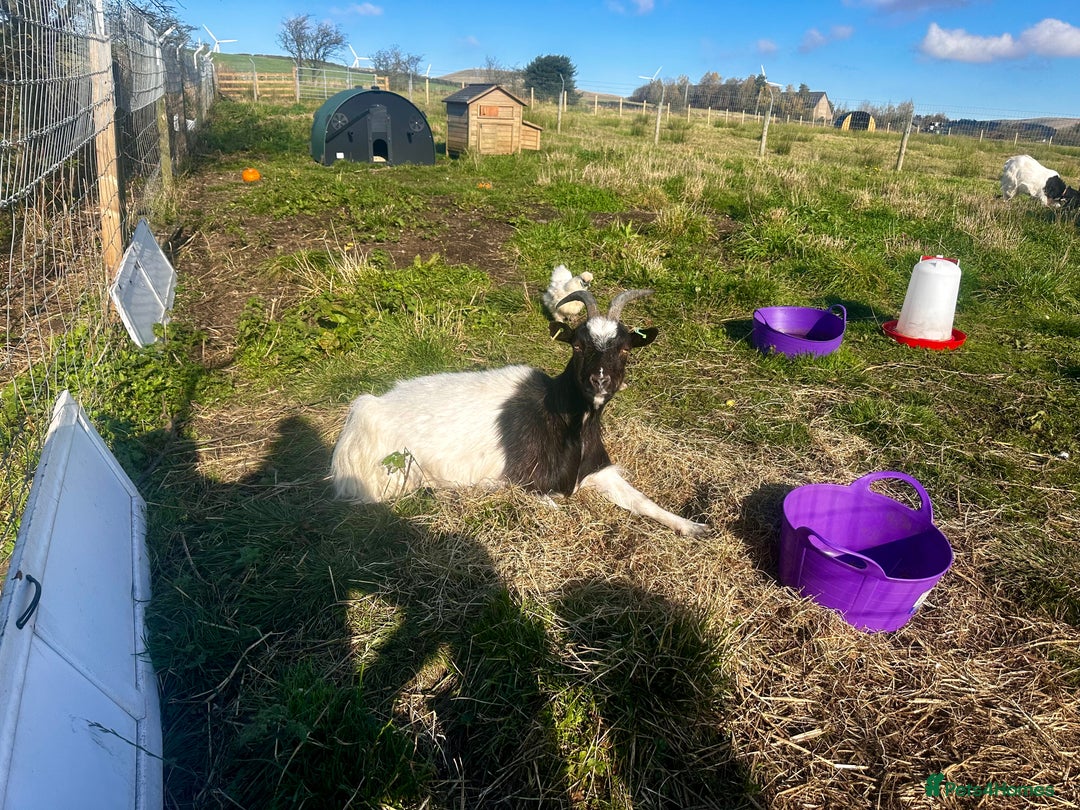 Goats livestock for sale: Pygmy goats  - Advert 3