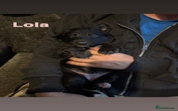 German Shepherd dogs for sale: German Shepherd Cross Dutch shepherd Puppy  - Image 9