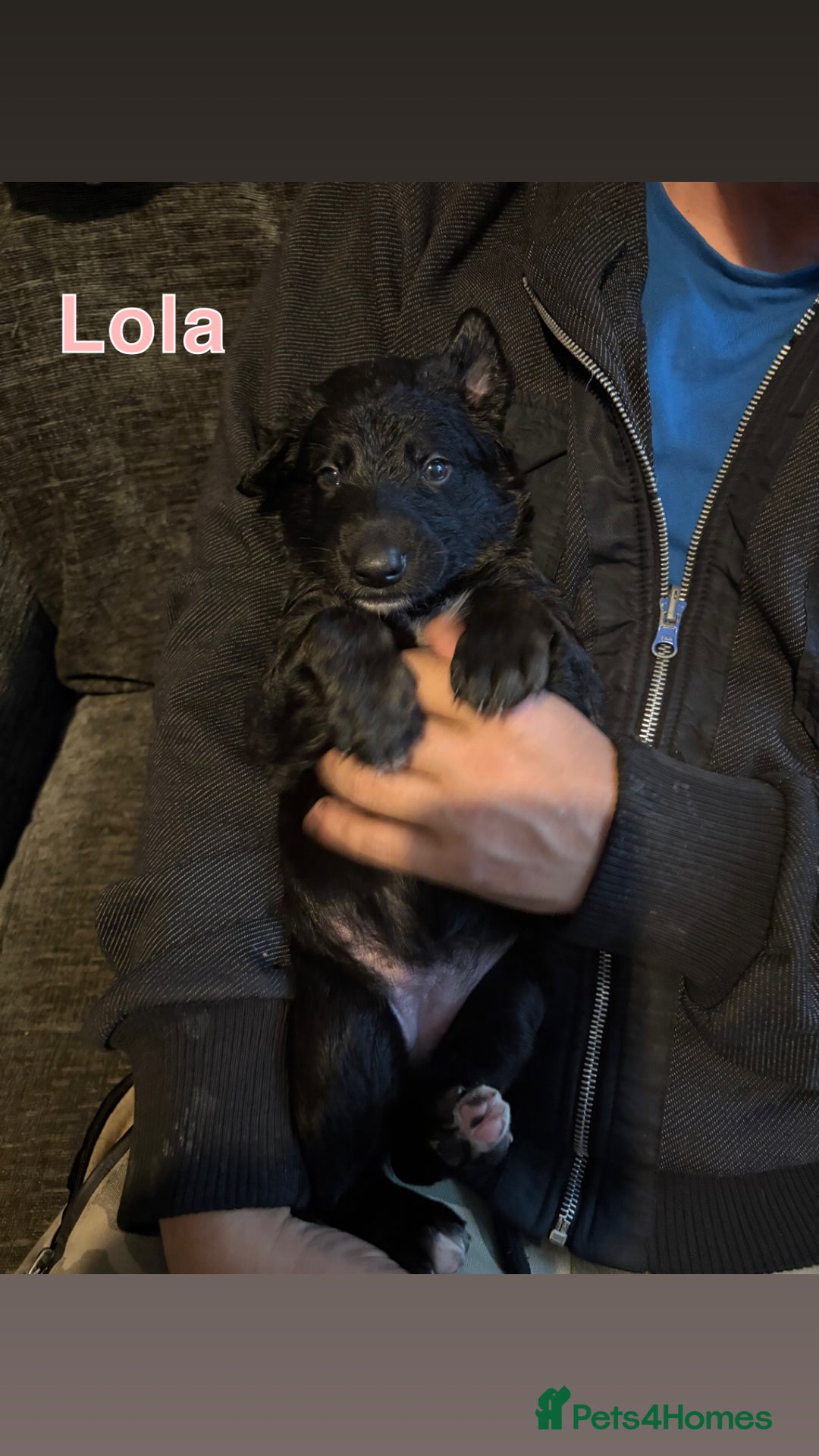 German Shepherd dogs for sale: German Shepherd Cross Dutch shepherd Puppy  - Image 9