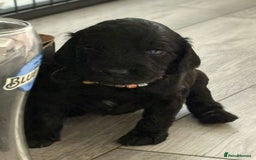 Mixed Breed dogs for sale: Irish cockapoo puppy  - Image 7