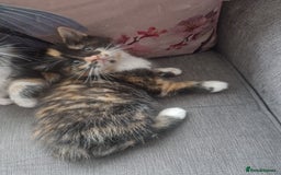 Mixed Breed cats for sale: 5 beautiful kittens 4 female 1 male - Image 7
