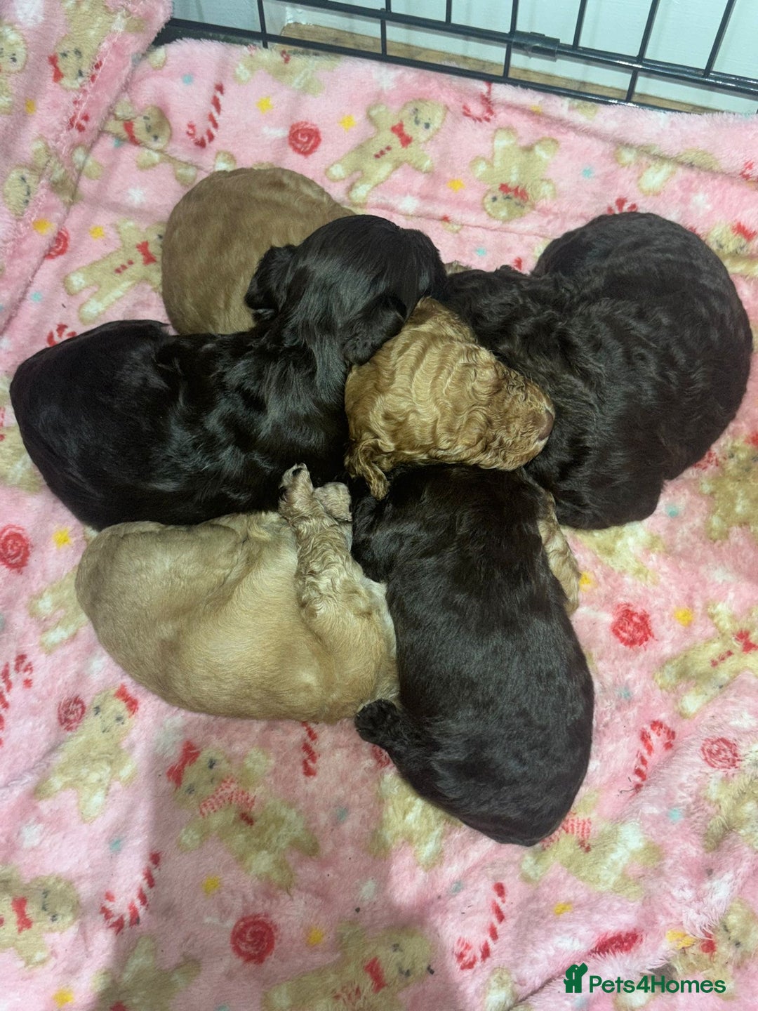 Cockapoo dogs for sale: 5 cockapoo puppies for sale 4 boys and 1 girl  - Advert 9