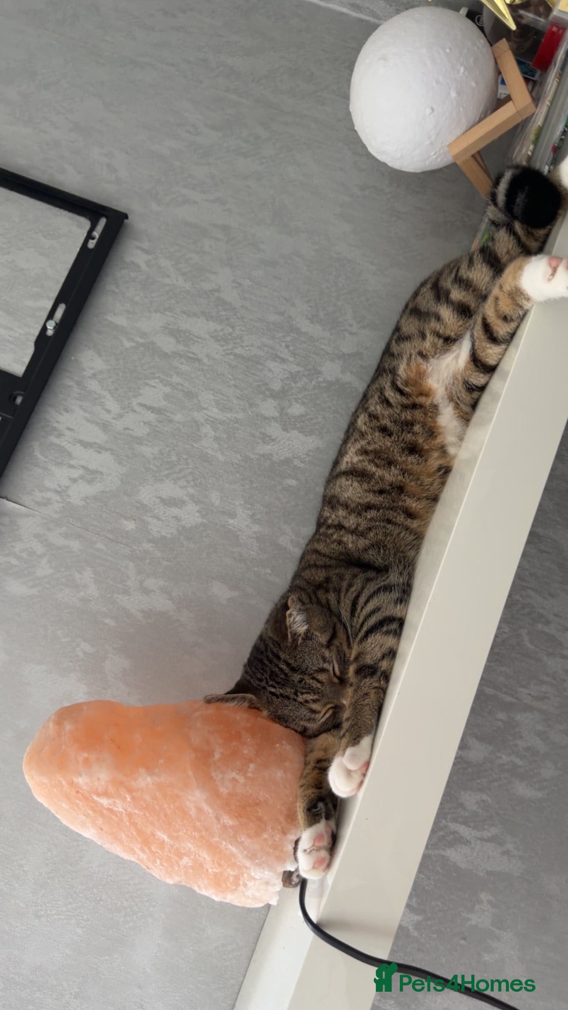 Domestic Shorthair cats 11 month old affectionate Male cat - Advert 8