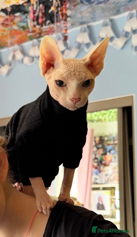 Sphynx cats Urgent Rehoming Canadian Sphynx  - Advert 4