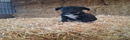Borador dogs for sale: Labrador x Border Collie Pups for Sale - Advert 5