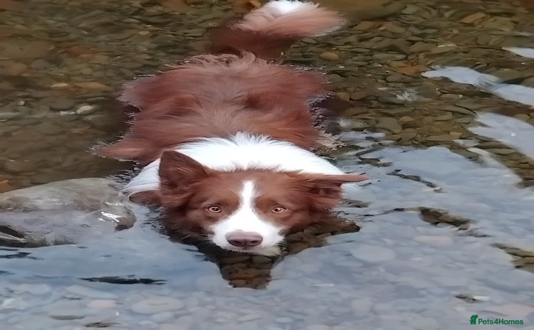 Border Collie dogs - Advert 4