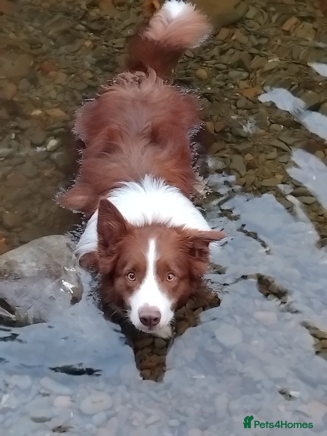 Border Collie dogs for sale: Border Collie 3/4 Kelpie 1/4 puppies - Image 1