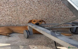 Mixed Breed dogs for sale: Mara - Doberman X Lurcher 7 month old girl - Image 15