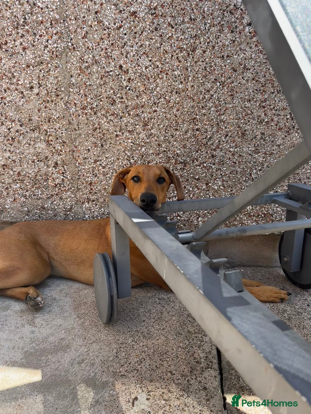 Mixed Breed dogs for sale: Mara - Doberman X Lurcher 7 month old girl - Image 15