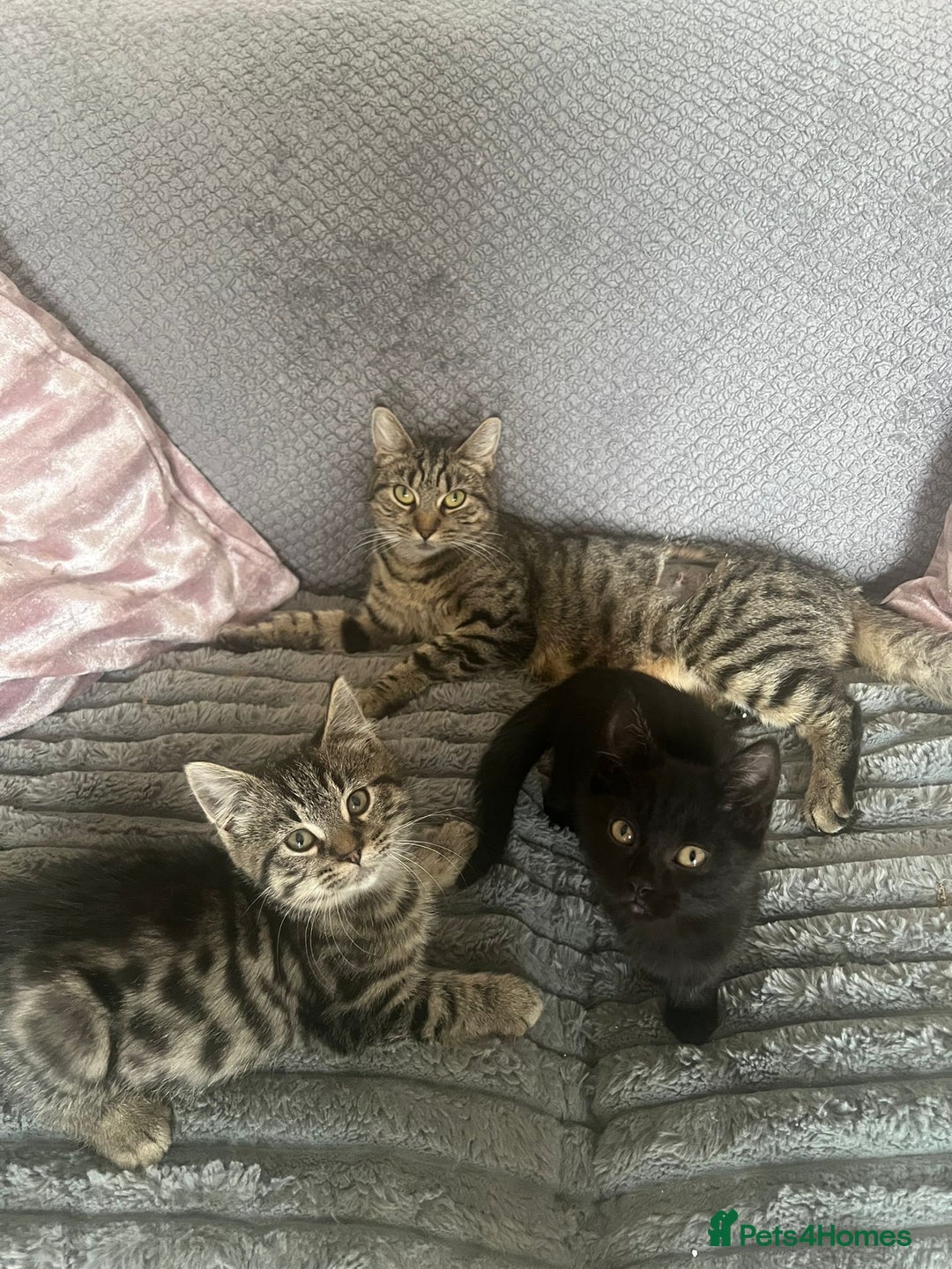 Mixed Breed cats for sale: 2 adorable kittens for sale  - Image 4