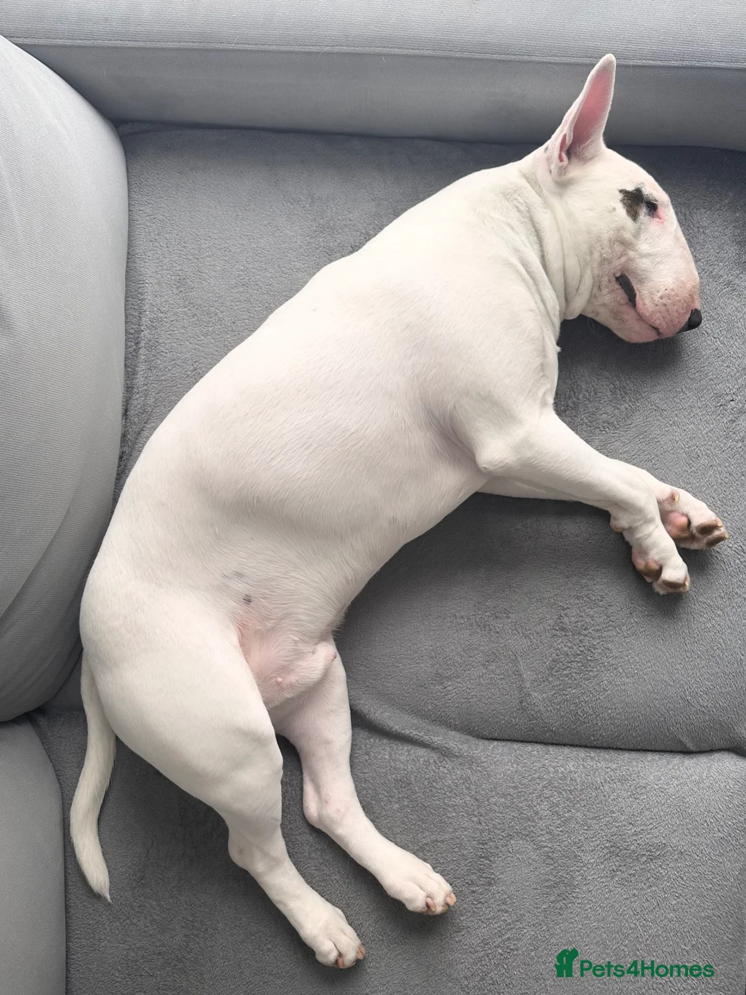 English Bull Terrier dogs for stud: English Bull Terrier  - Advert 10