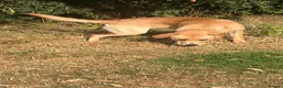 Labrador Retriever dogs for sale: Harley in Oswestry - Advert 3
