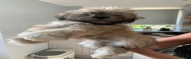 Lhasa Apso 3
