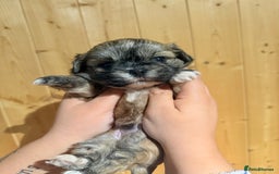 Shih Tzu dogs for sale: Shih tzu puppies  - Image 3