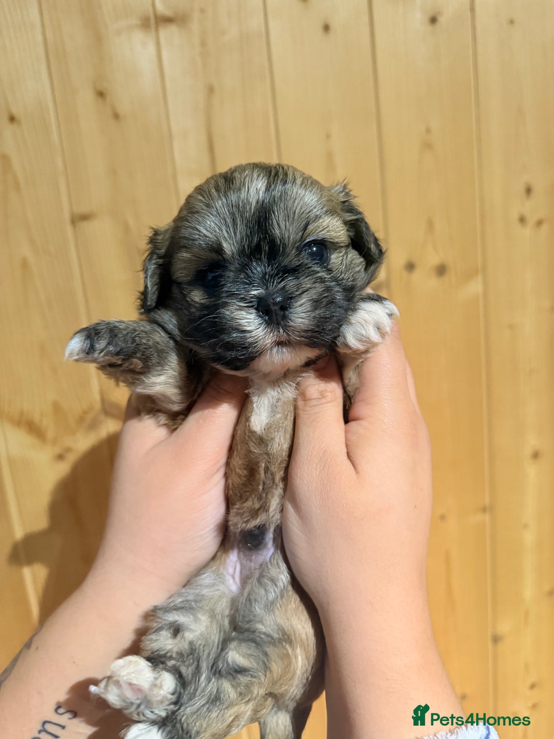 Shih Tzu dogs for sale: Shih tzu puppies  - Image 3