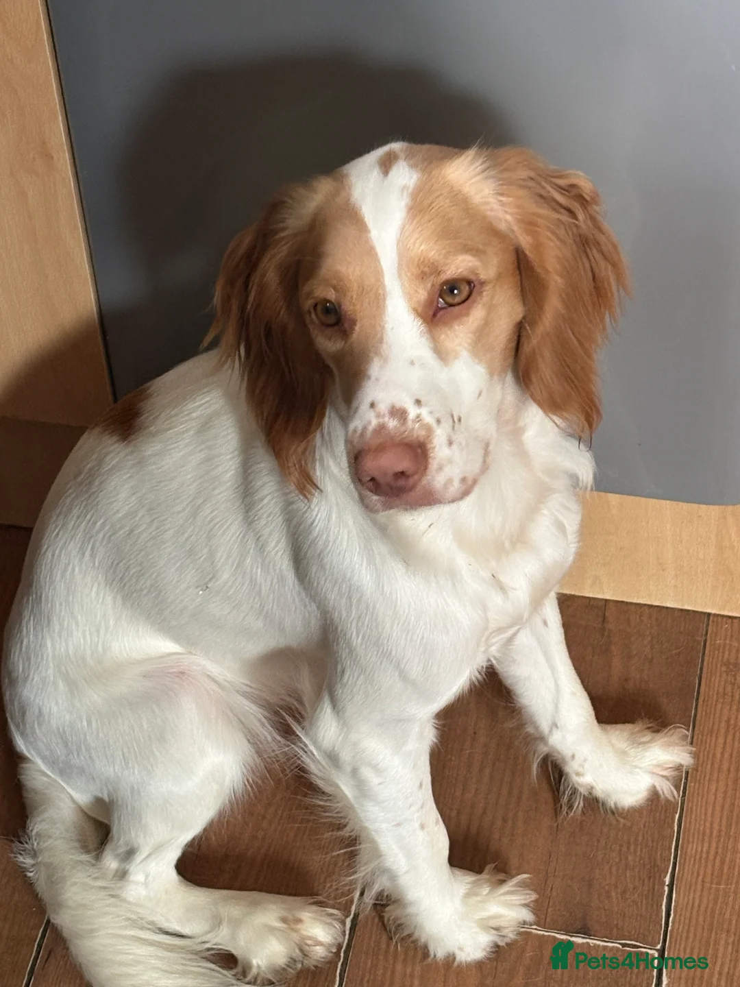 Cocker Spaniel dogs for sale: Bella  - Advert 2