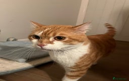 Mixed Breed cats for adoption: Male Rescue Cat for Indoor Adoption - Image 10