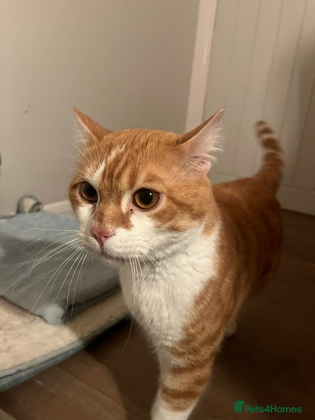 Mixed Breed cats for adoption: Male Rescue Cat for Indoor Adoption - Image 10