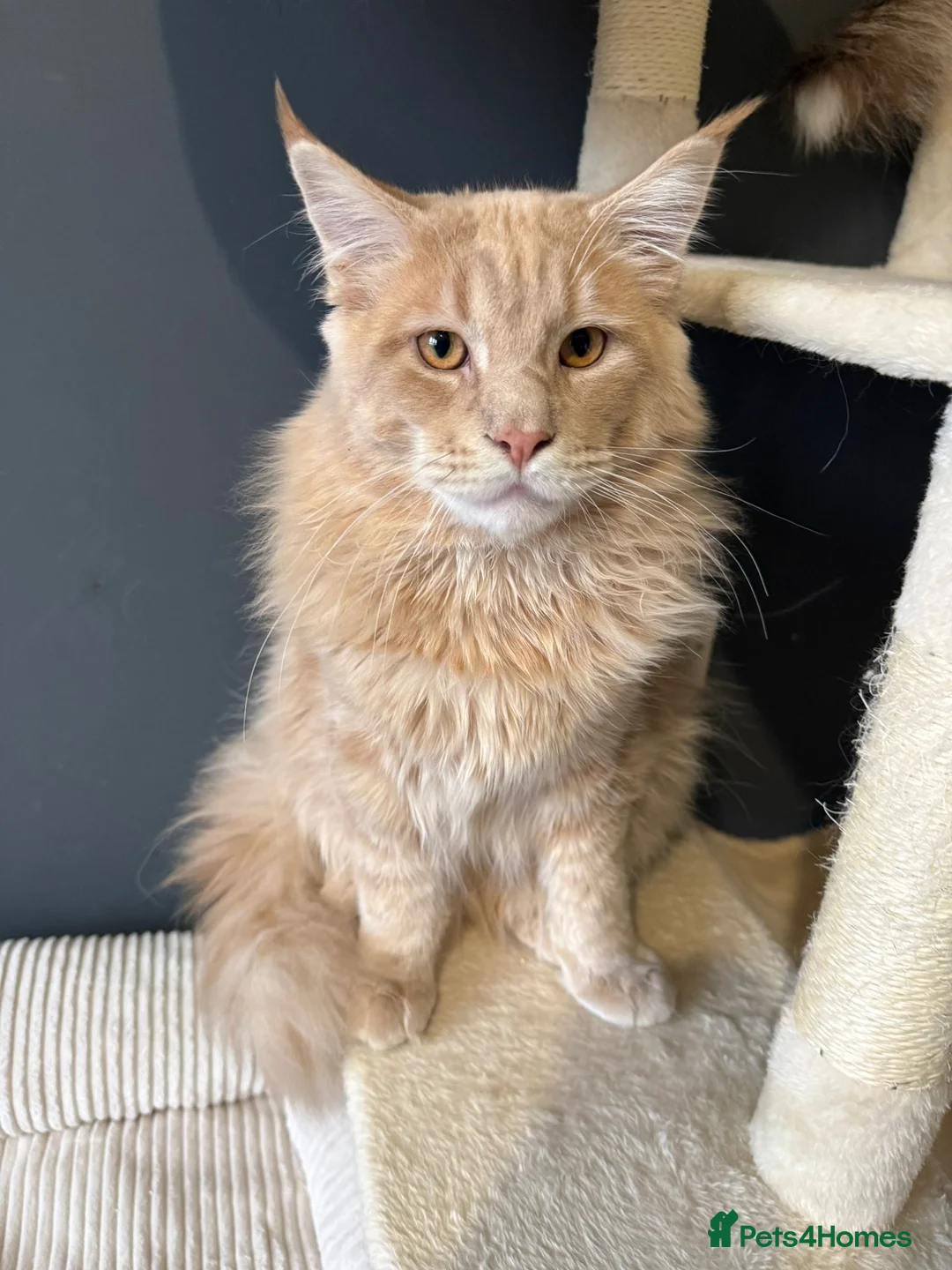 Maine Coon cats for sale: Gorgeous Maincoon Boy - Advert 2