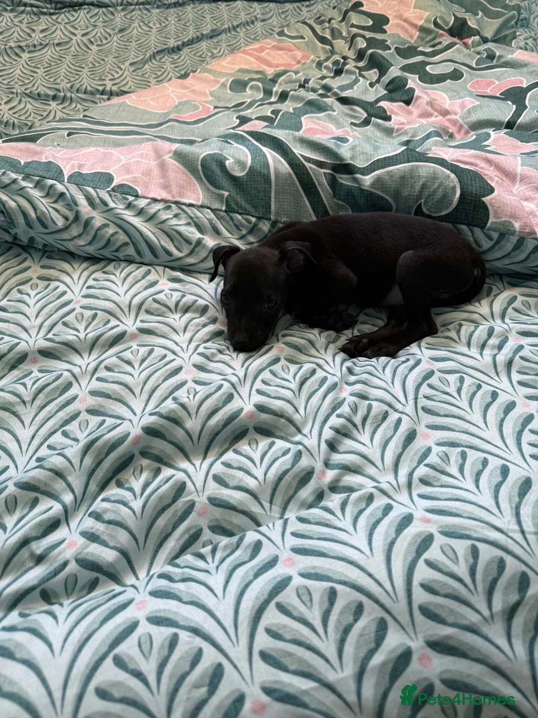 Mixed Breed dogs for sale: Staffy cross puppy  - Advert 2