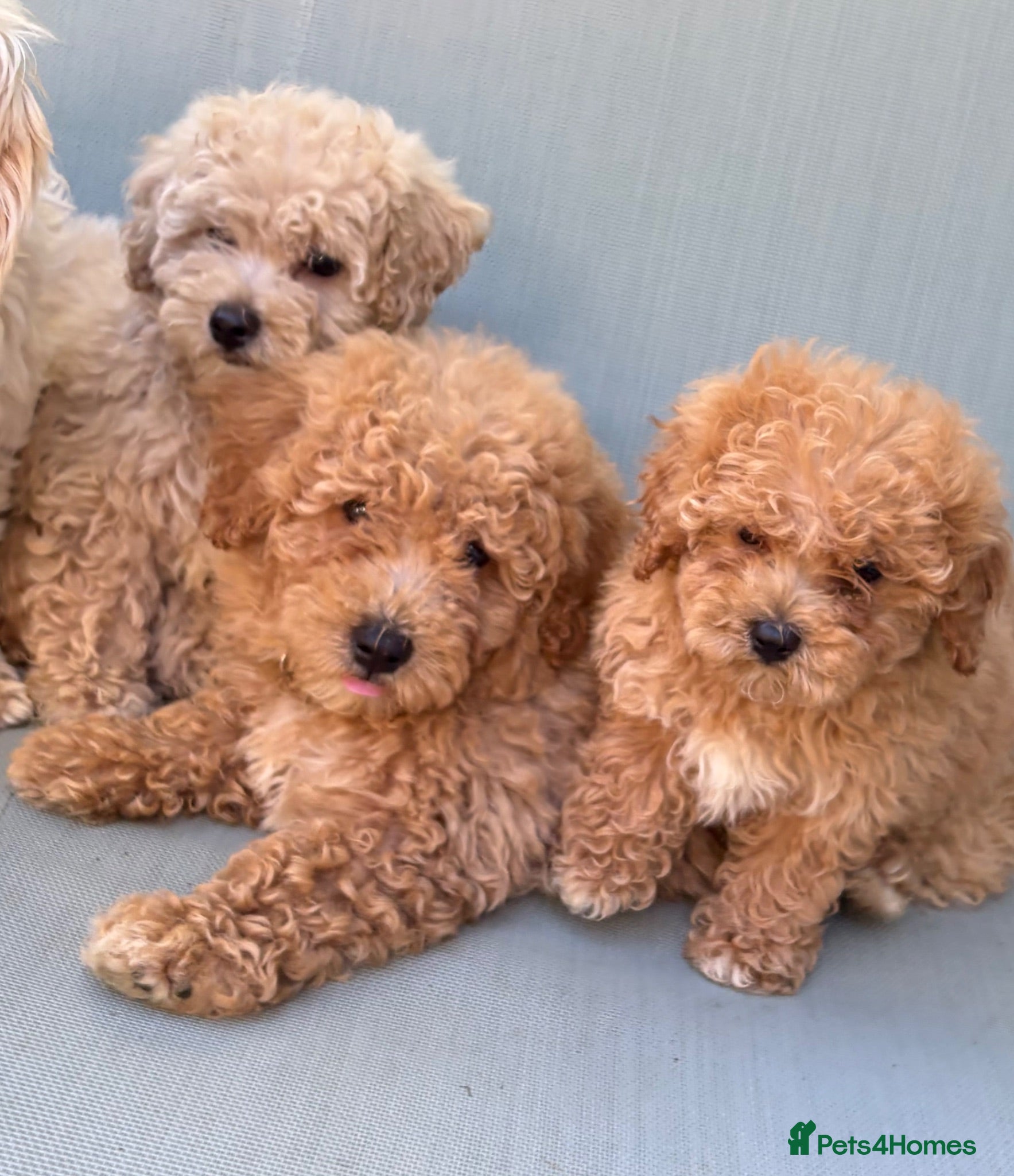 Mixed Breed dogs Rare Stunning Toy Cavapooshon Family Bred Puppies - Advert 1