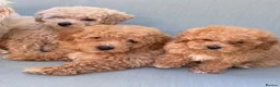 Mixed Breed dogs for sale: Rare Stunning Toy Cavapooshon Family Bred Puppies in Maidstone - Advert 1