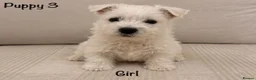 West Highland Terrier dogs for sale: Traditional west highland white terrier puppies - Advert 3
