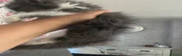 Turkish Angora cats for sale: Last fluffy angora girl - Advert 7
