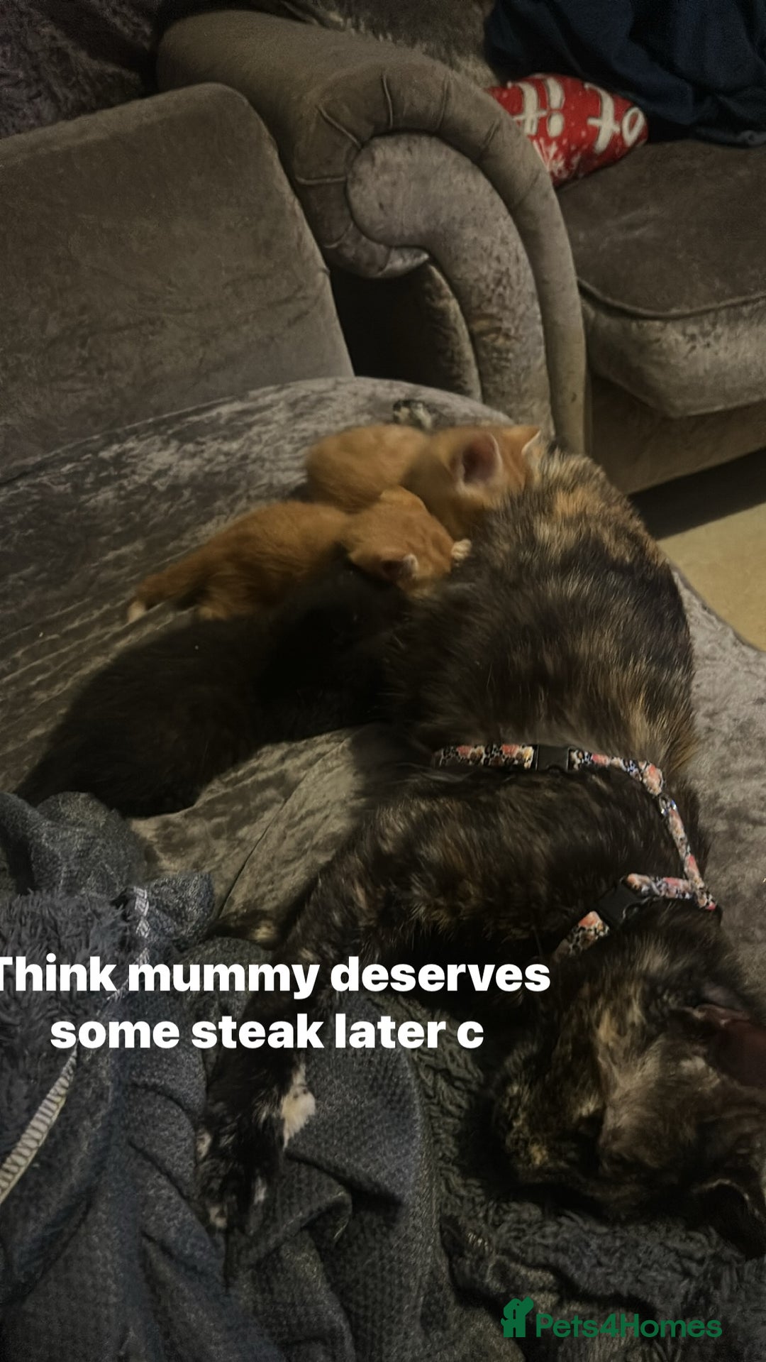 Domestic Shorthair cats for sale: Black kitten 5 weeks old  - Advert 7