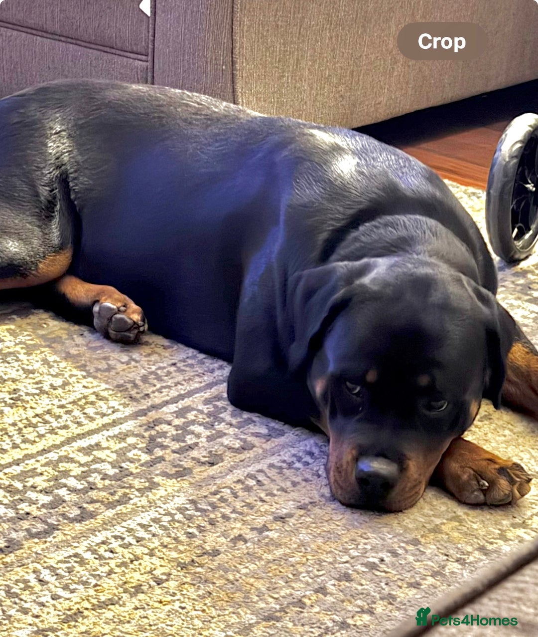 Rottweiler dogs for sale: 14 month old female Rottweiler  - Advert 4