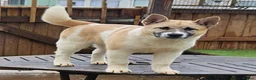 Mixed Breed dogs for sale: Malamute/akita  cross  - Advert 10