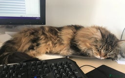 Maine Coon cats for sale: 11 year old Maine coon girl for rehome - Image 15