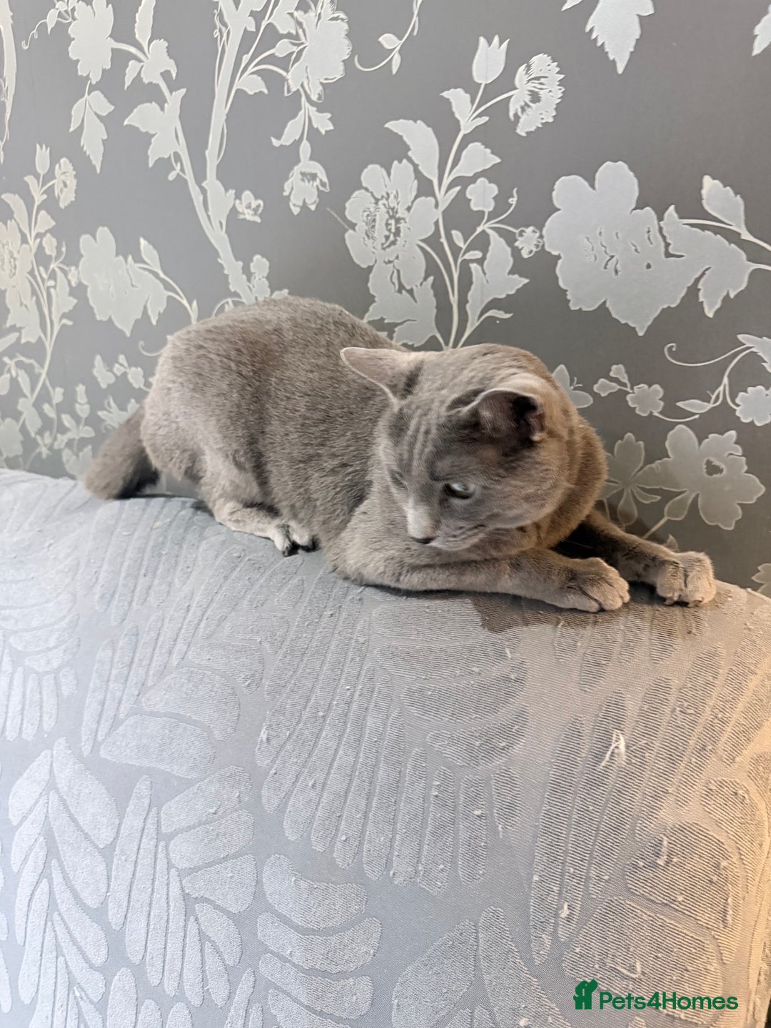 Russian Blue cats for sale:  friendly Russian blue excellent with kids - Advert 11