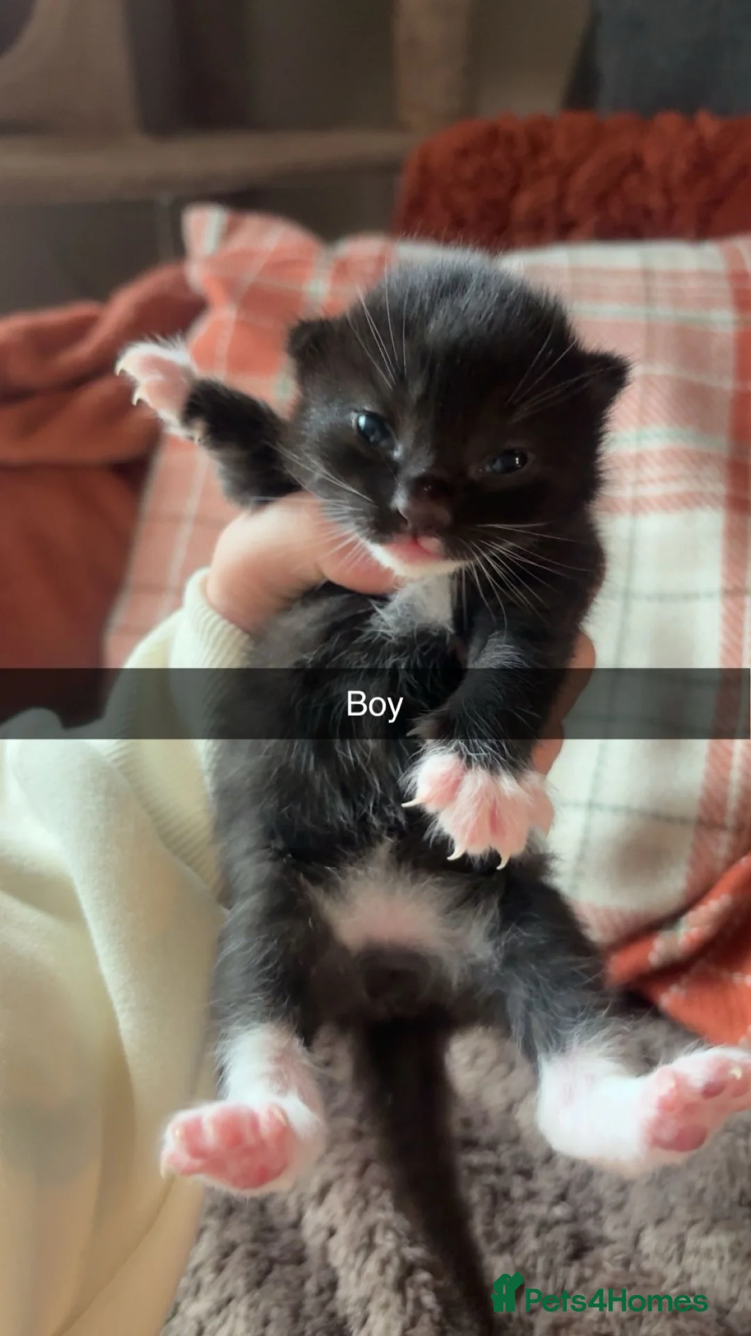 Mixed Breed cats for sale: 5 gorgeous kittens for sale  - Advert 11
