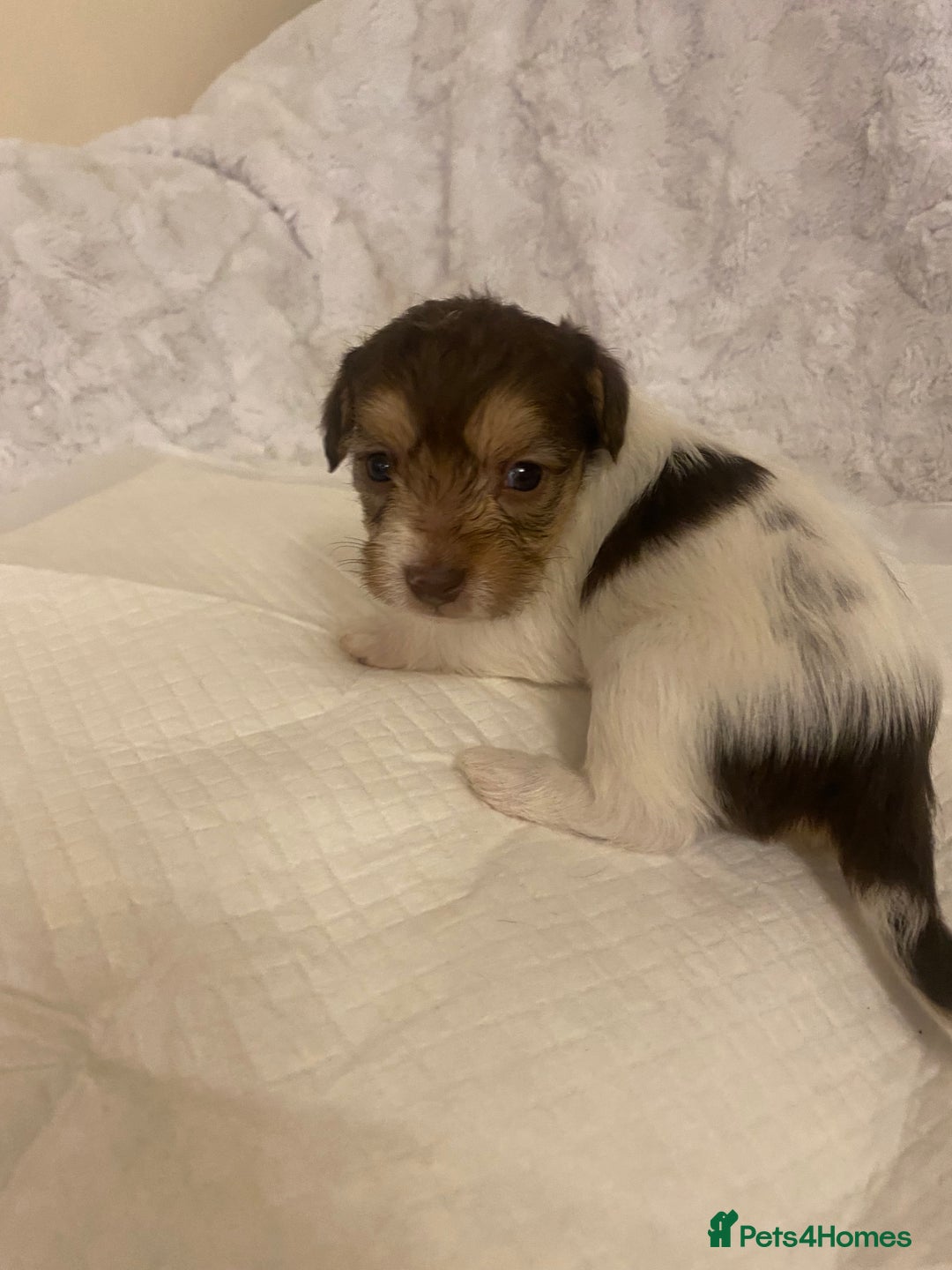 Jackapoo dogs for sale: Jackapoo puppies  - Advert 22