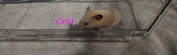 Hamster rodents for sale: Baby syrians - Advert 11