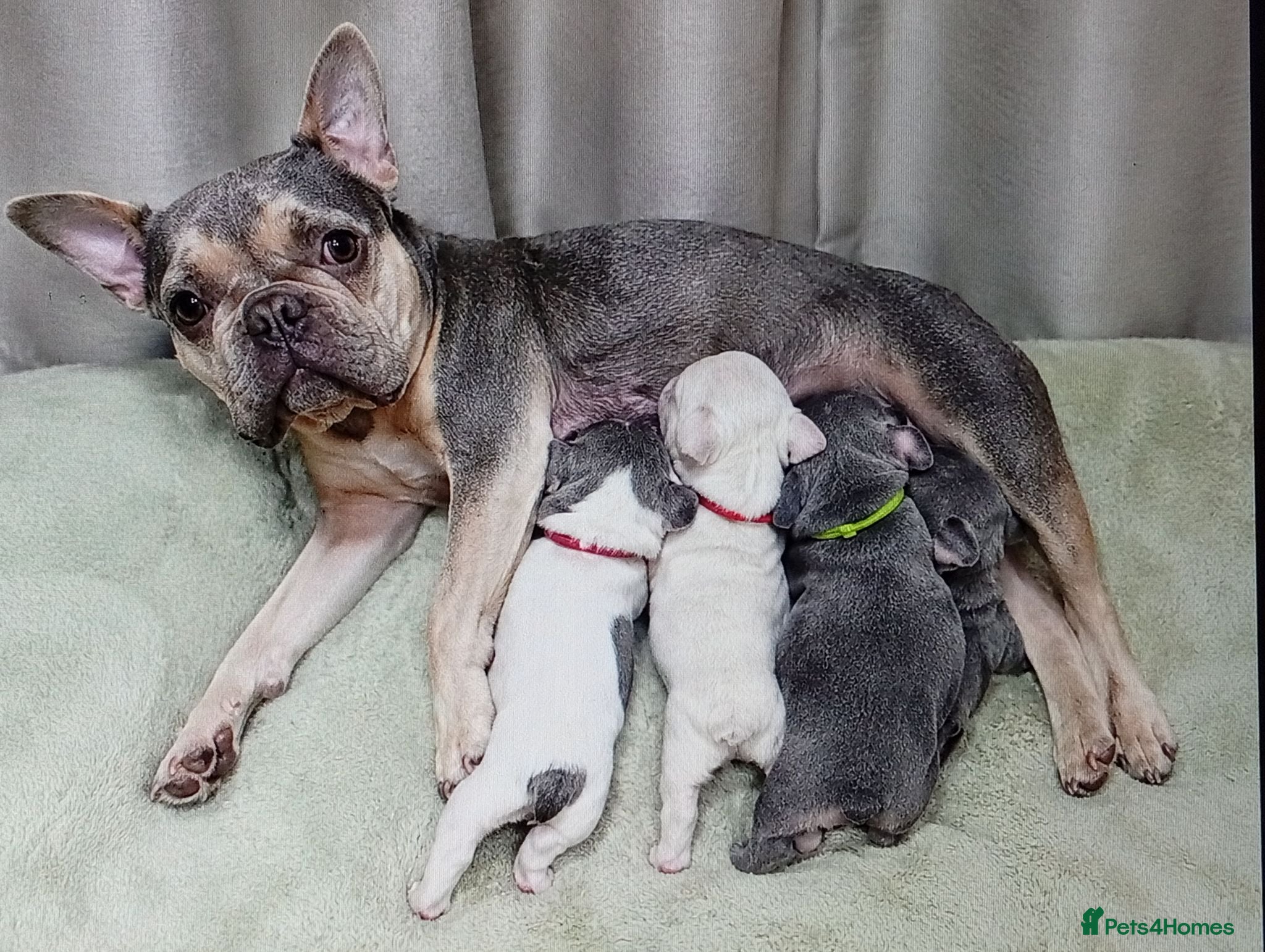 French Bulldog dogs Stunning French Bulldog Puppies - Advert 1