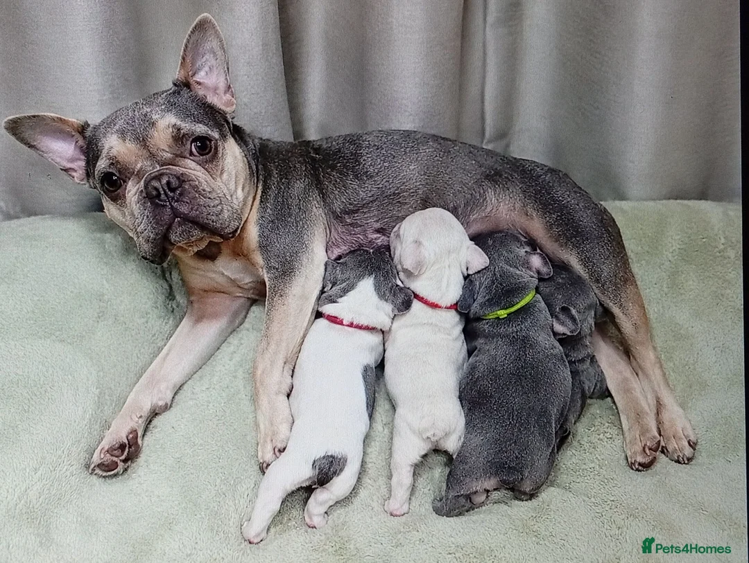French Bulldog dogs for sale: Stunning French Bulldog Puppies - Advert 1